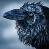 Blue Beak Raven Poster Print - Patrick LaMontagne