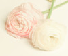 Peony A3 Poster Print - LightBoxJournal