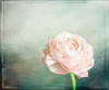 Peony 03 Poster Print - LightBoxJournal