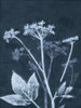 Ground Elder Poster Print - Pernille Folcarelli