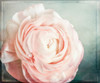 Peony 04 Poster Print - LightBoxJournal