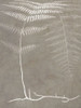 Fern in White #2 Poster Print - GST