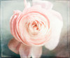 Peony 02 Poster Print - LightBoxJournal