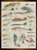 Fishing Lures Poster Print - GST