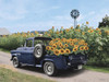 Sunny Days and Sunflowers Poster Print - Lori Deiter