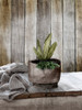 Wood Greens 2 Poster Print - Kimberly Allen
