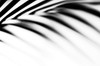 Shadow Palm Leaf Poster Print - Rainbow Fine Jenny
