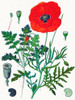 Papaver Rhoeas painted Poster Print - GST