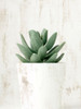 Succulent 1 Poster Print - Kimberly Allen