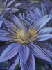Purple Flower Poster Print - Marc Harvill