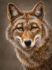 Coyote Totem Poster Print - Patrick LaMontagne
