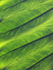 Green Leaf Abstract Poster Print - GST
