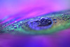 Peacock Diamonds Poster Print - Rainbow Fine Jenny