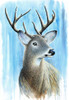 Buck Poster Print - Martin Wickstrom