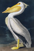 Pelican Poster Print - Incado