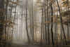 Foggy Forest in Fall Poster Print - Lori Deiter