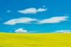 Canada-Quebec-Duhamel. Yellow canola crop. Poster Print - Gallery Jaynes