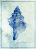 Conch Shell B Poster Print - ArtLab GI