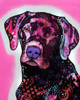 Black Lab Poster Print - Russo Collection Dean