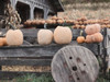 Pumpkin Market Poster Print - Lori Deiter Pumpkin Market Poster Print - Lori Deiter