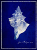 Conch Shell Poster Print - ArtLab GI