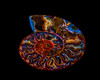 Nautilus II Poster Print - LightBoxJournal