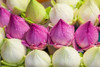 Chiang Mai- Thailand. Purple and white lotus flowers. Poster Print - Tom Haseltine