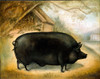 Large Black Pig Poster Print - Alexandra Churchill