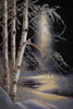 A Birch Tree Covered in Snow Poster Print - Lena Owens