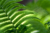 Healing Art Fern Leaf Poster Print - Rainbow Fine Jenny