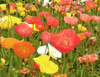 Field of Poppies Poster Print - GST