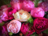 Pretty in Pink Poster Print - GST