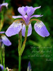Miracle of a Single Flower Poster Print - GST