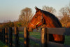 Horse At Sunset Poster Print - Online Galloimages