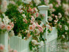 Cottage Garden by the Sea Poster Print - GST