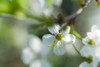 Cherry Blossom in a Sunny Day Poster Print - Rainbow Fine Jenny