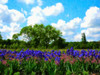 Irises of Loire Valley Poster Print - GST
