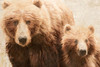 Parchment Brown Bear Mama and Cub Poster Print - GST