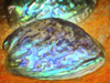 Abalone Shells Poster Print - GST