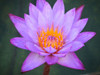 Purple Lotus Flower Poster Print - GST