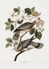 Brand Tailed Pigeon From Birds Of America