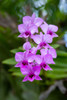 Indonesia-Bali. Orchid detail. Poster Print - Cindy Miller Hopkins