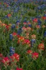 Bluebonnets and Indian Paintbrush 2 Poster Print - Bill Sherrell