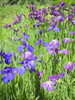 Irises in Bloom Poster Print - GST