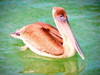Floating Pelican Poster Print - GST