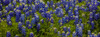 Bluebonnets - Pano Poster Print - Bill Sherrell