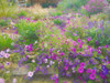 Chateau Gardens Poster Print - GST