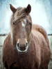Mane 1 Poster Print - Kimberly Allen