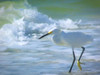 Egret by the Shore Poster Print - GST