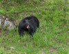 Black Bear